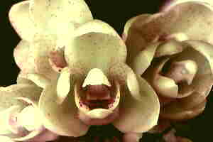 Acinetia Chrysantha