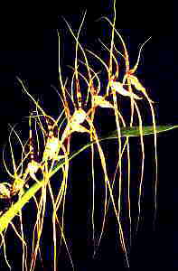 Brassia giroudiana