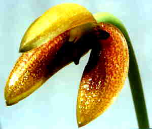Bulbophyllum brevilabum