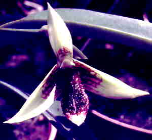 Bulbophyllum digolense var trinasutum