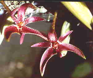 Bulbophyllum patens