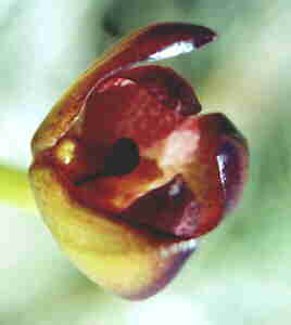 Bulbophyllum tortum