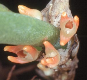Bulbophyllum aurantiacum
