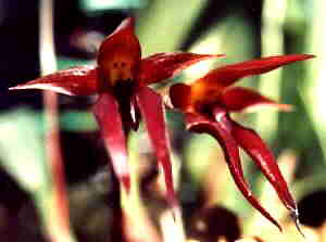 Bulbophyllum basicetum