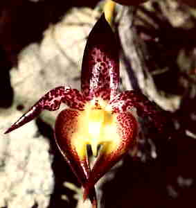 Bulbophyllum macranthum 