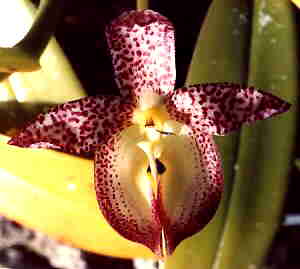 Bulbophyllum macranthum 