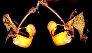 Coryanthes bruchmuelleri