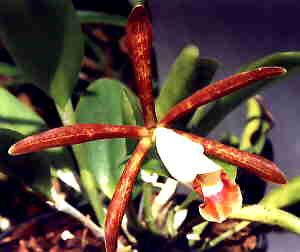 Cattleya Araguayense