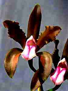 Cattleya Bicolor var Braziliense