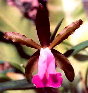 Cattleya Dormaniana
