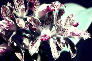 Cattleya Guttata01
