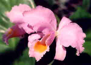 Cattleya Schroederae