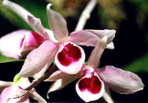 Dendrobium anosum var Huttonii