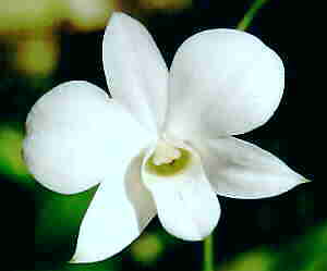 Dendrobium bigibbum var phalaenopsis forma superbum alba.