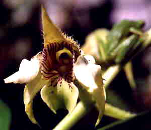 Dendrobium macrophyllum