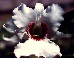 Dendrobium surigaenense