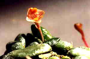 Dendrobium lichenastrum Var lichenastrum