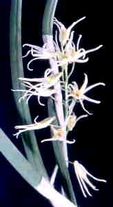 Dendrobium racemosum