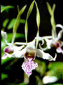 Dendrobium stratiotes