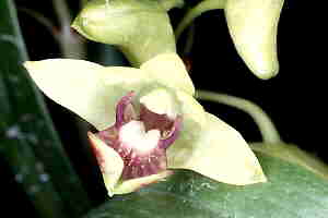 Dendrobium bifalce