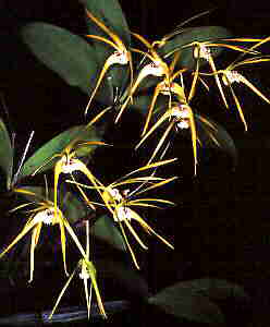 Dend tetragonum giganteum x ruppianum