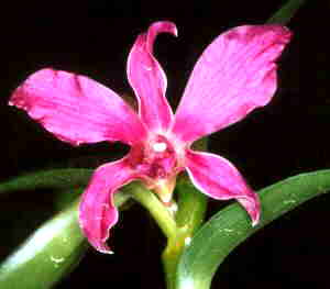Dendrobium X Superbiens