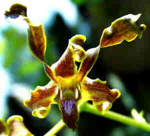 Dendrobium ceretobe species New Guinea. 
