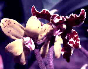 Dimorphorchis lowii