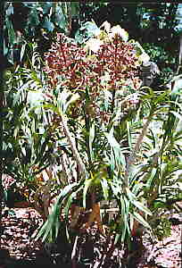 Grammatophyllum Wallisii  Plant