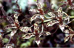 Grammatophyllum measuresianum Var Erectum