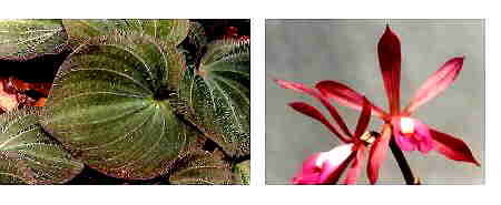 Nervilia discolor: Leaf and Flower