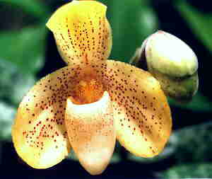 Paphiopedilum concolor Thailand
