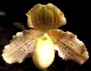 Paphiopedilum Leucochilum Aurea