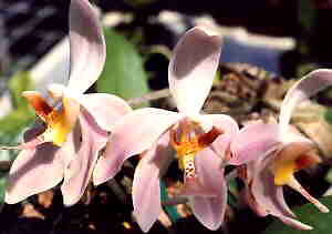 Paraphalaenopsis Laycockii