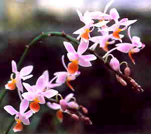 Phalaenopsis rosea