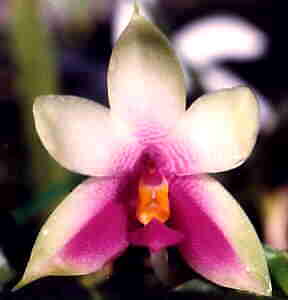Phalaenopsis Violacea Borneo