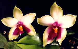Phalaenopsis Violacea Borneo Type