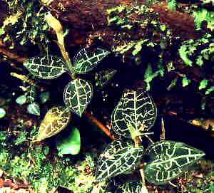 Anoectochilus yateseae "in situ"