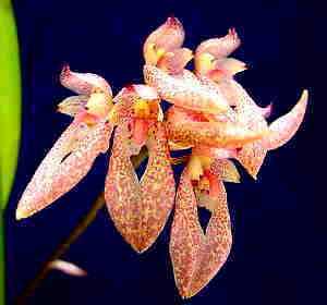 Bulbophyllum fenestratum