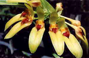 Bulbophyllum robustum