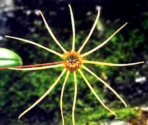 Bulbophyllum makoyanum 