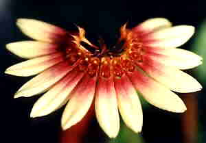 Bulbophyllum sibuyanense