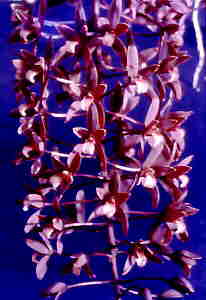 Cymbidium cannaliculatum Var sparkesii