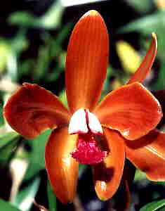 Cattleya Porphryoglossa