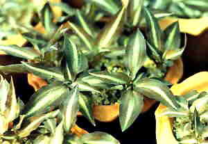 Cheirostylis cochinchinense