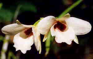 Dendrobium albosanguineum