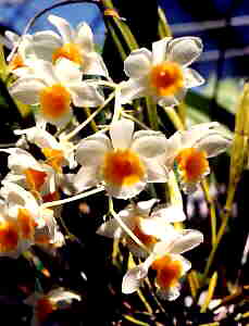 Dendrobium farmerii albiflorum