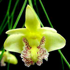 Dendrobium junceum