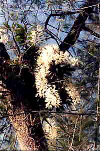 Dendrobium ruppianum in situ