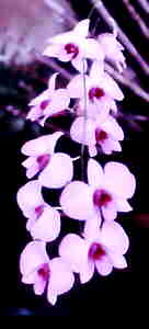 Dendrobium bigibbum var phalaenopsis forma superbum.